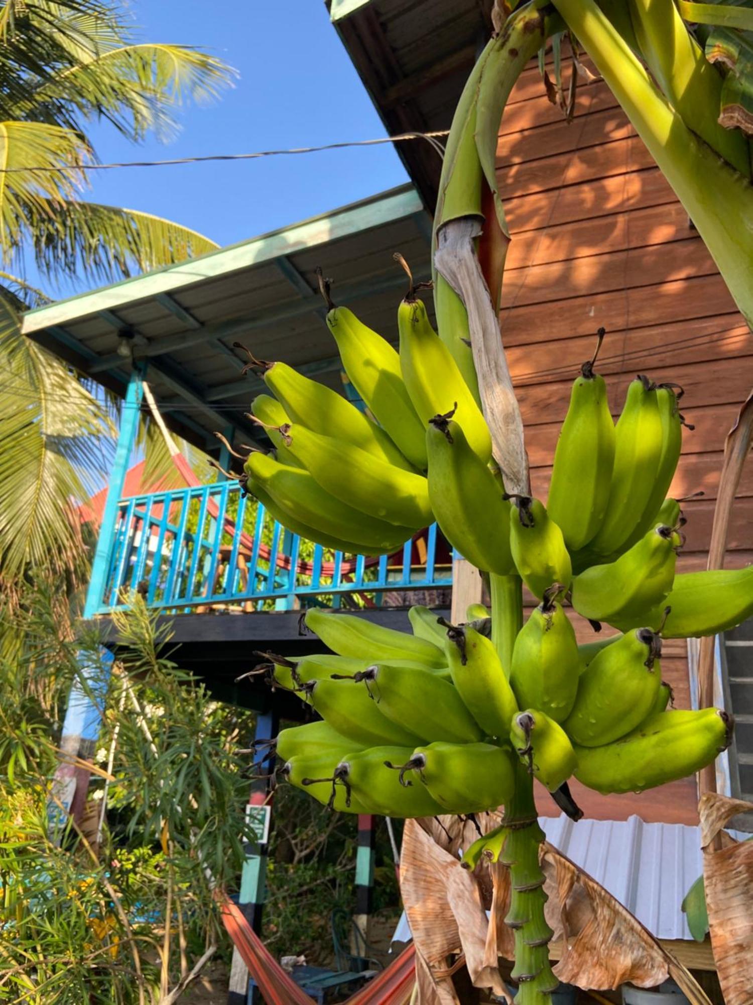 Anda Di Hows Hostel Placencia Bagian luar foto