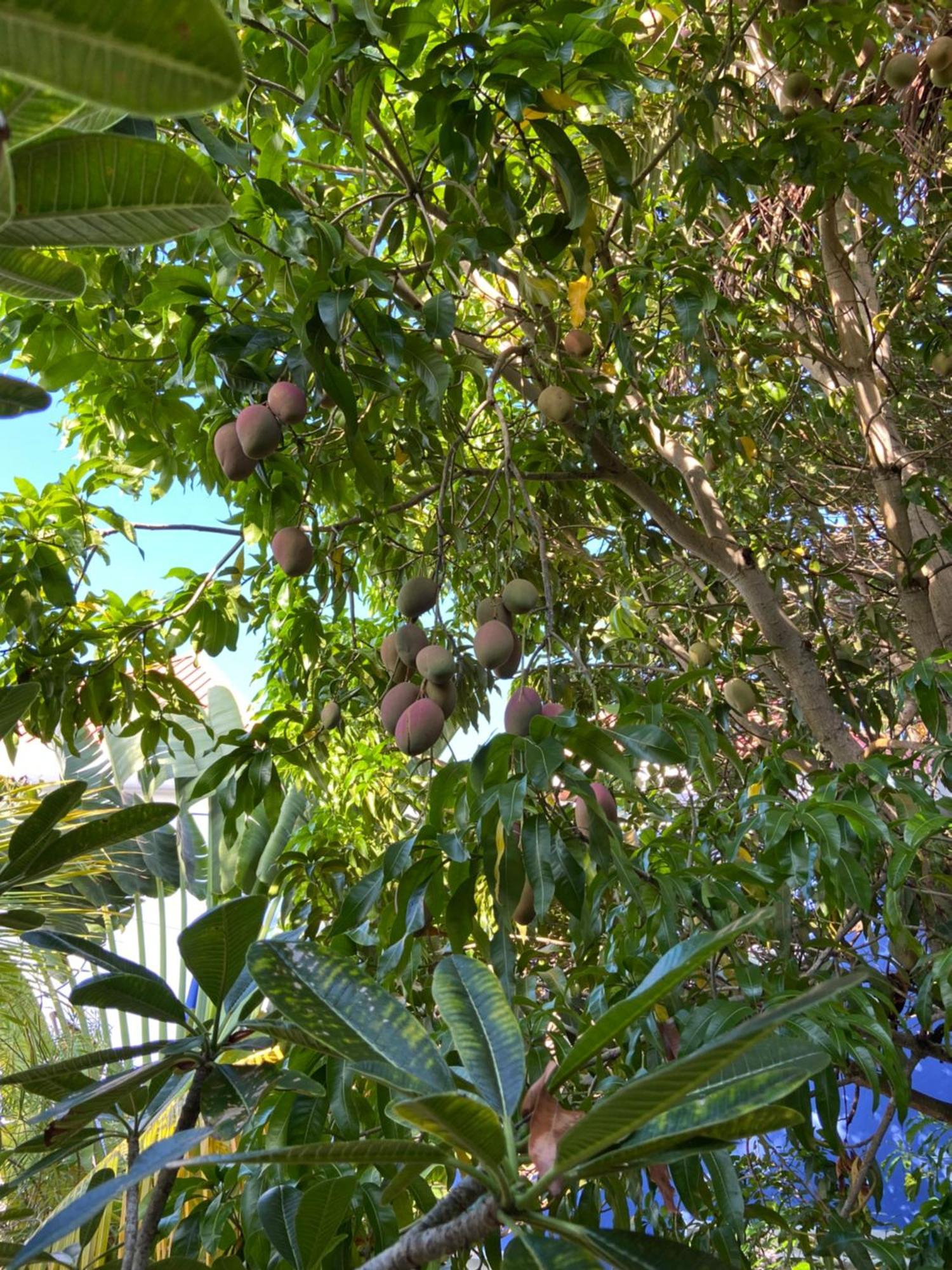 Anda Di Hows Hostel Placencia Bagian luar foto